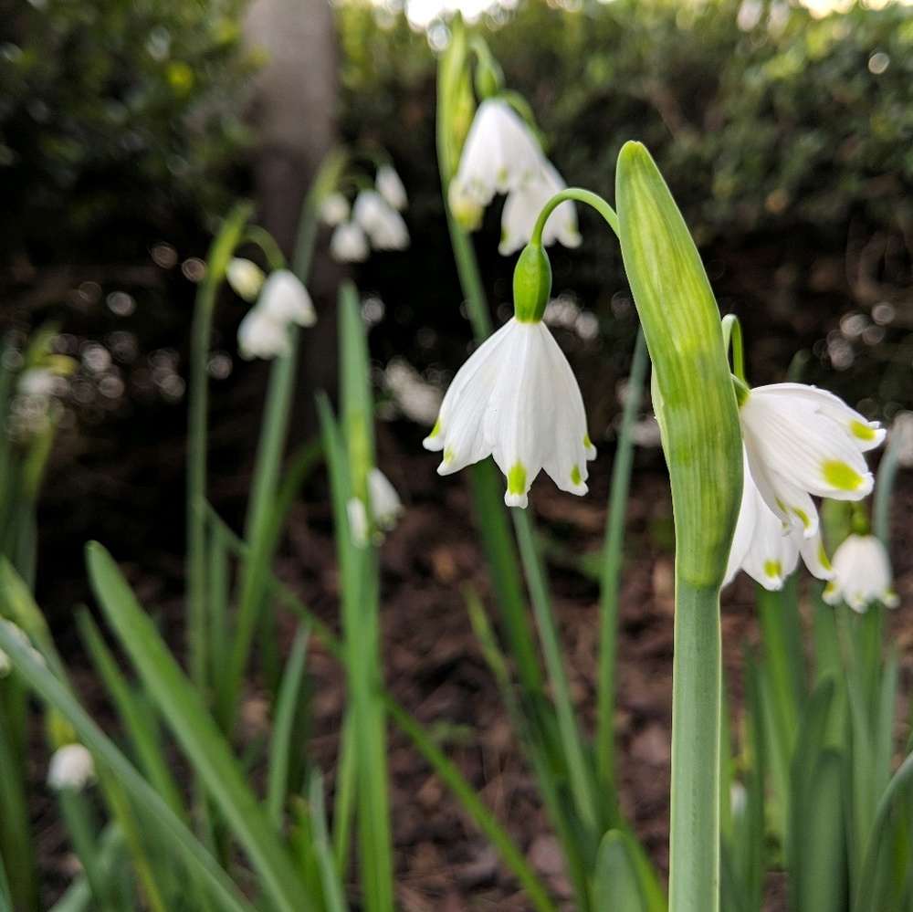 Meet your Posher, Lani